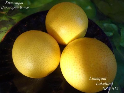 297 Limequat 
